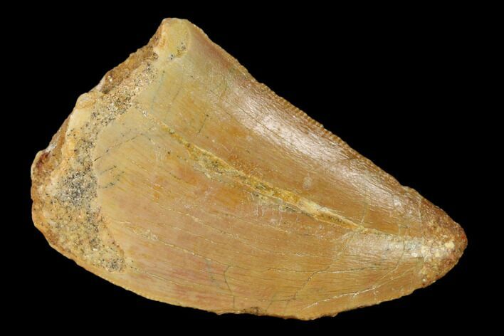 Serrated, Carcharodontosaurus Tooth - Real Dinosaur Tooth #156874